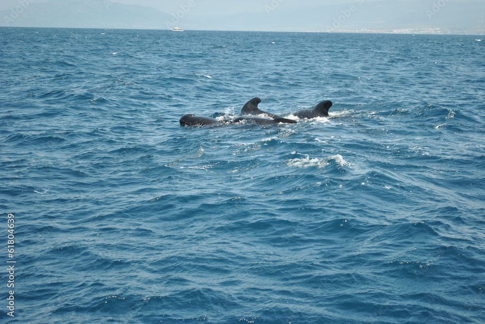 Pilot whale sighting, whale watching in Tarifa, open sea and activities in nature in the marine park. Whale watching. Pilot whales in the open sea among the waves Pilot whale sighting, whale watching in Tarifa, open sea and activities in nature in the marine park. Whale watching. Pilot whales in the open sea among the waves