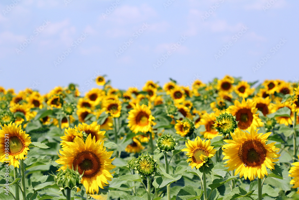 sunflower field with blue sky agriculture