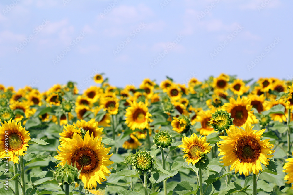 sunflower field with blue sky agriculture sunflower field with blue sky agriculture