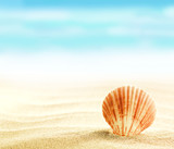 Shell on sandy beach