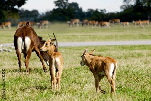Antelopes are standing on green grass