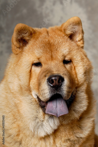 Face of Chow dog