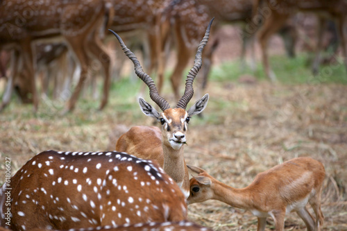 Black buck and spotted deers photo