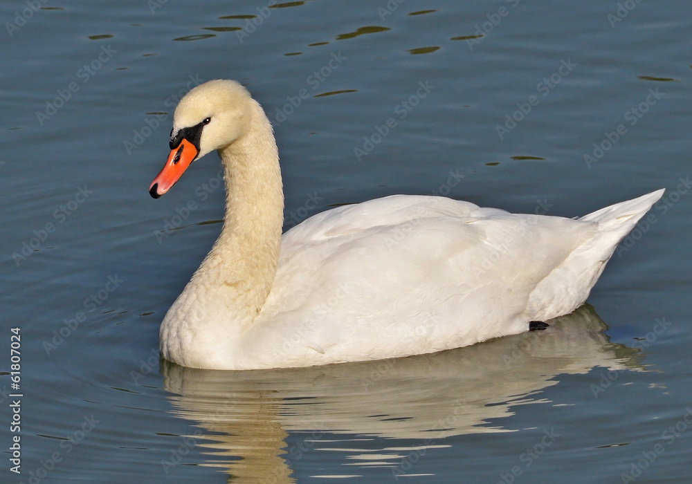 Fototapeta premium portrait of swan in the lake