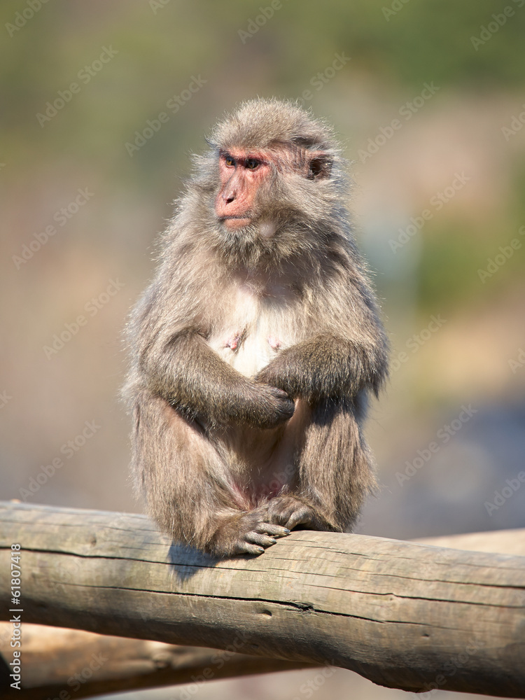 Japanese macaque