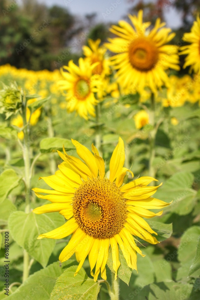 field of blooming sunflowers