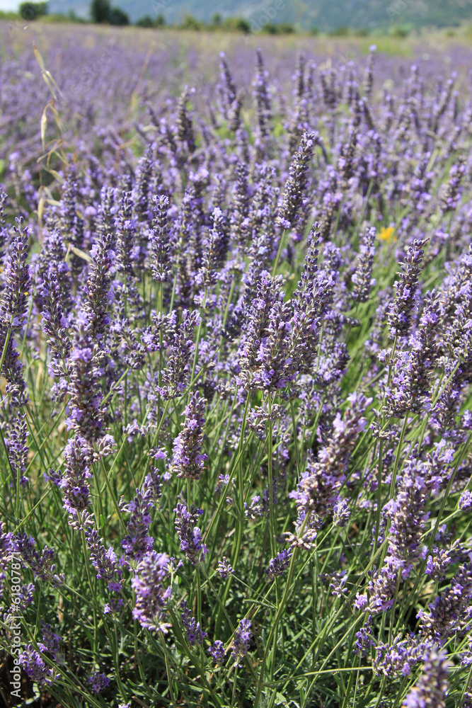 Fototapeta premium Lavender fields near Sault, France