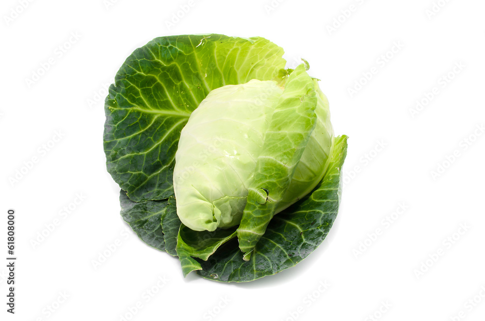 cabbage with green large leaves grows isolate on white backgroun cabbage with green large leaves grows isolate on white backgroun