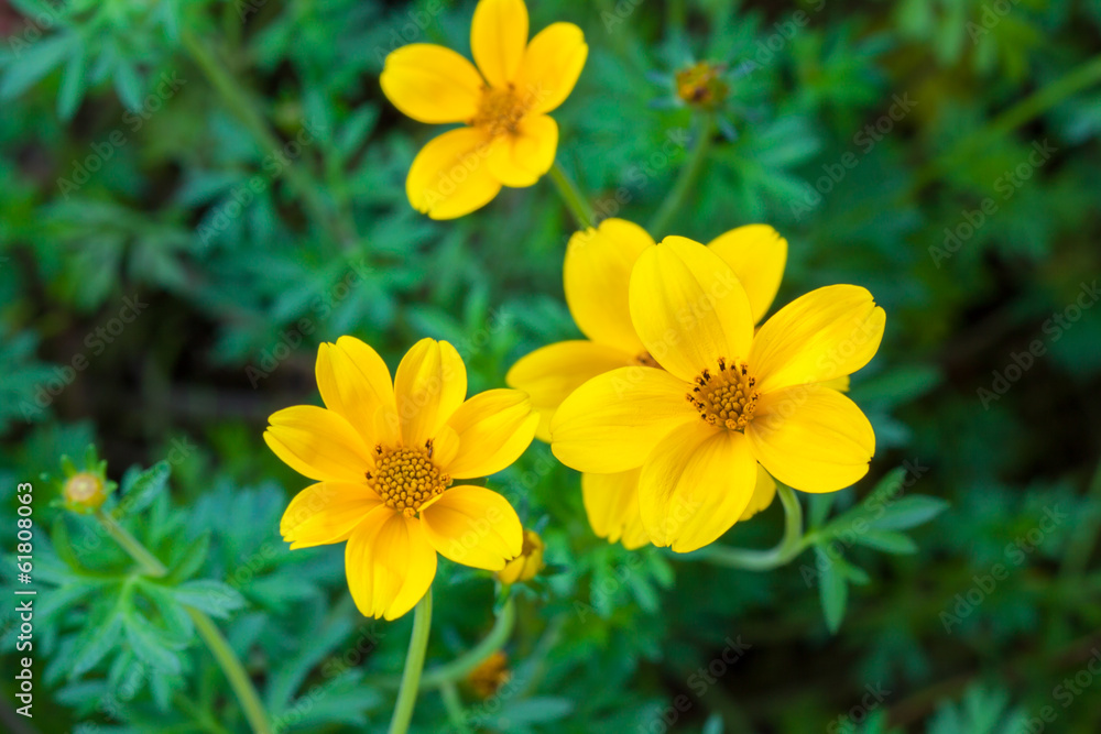 Cosmos Flower Blossom , beautiful flowers in garden Cosmos Flower Blossom , beautiful flowers in garden