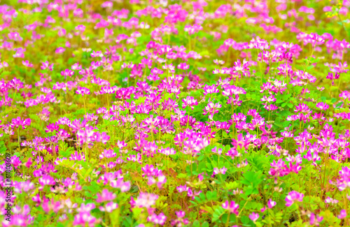 レンゲ畑の鮮やかな色 © shihina