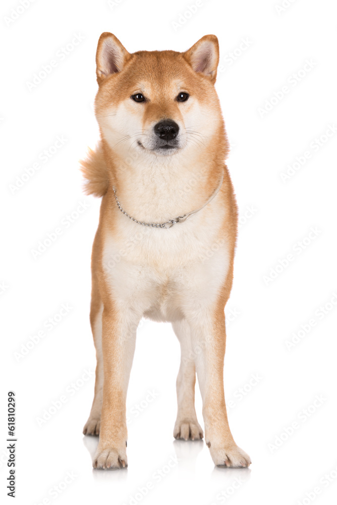 shiba inu dog shiba inu dog