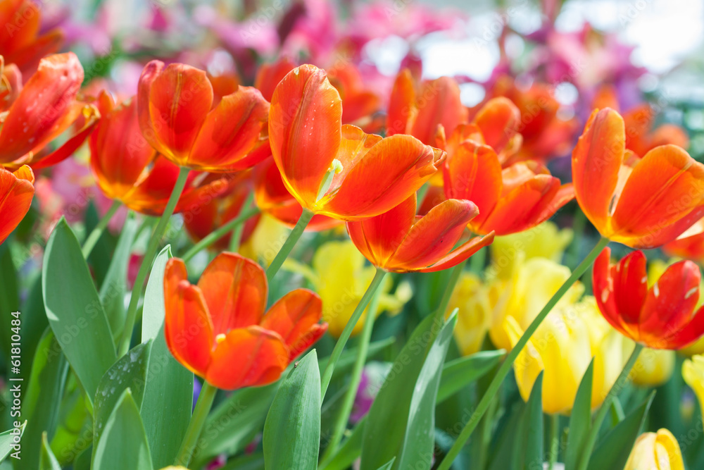 close up tulips flowers, beautiful flowers in the garden. close up tulips flowers, beautiful flowers in the garden.