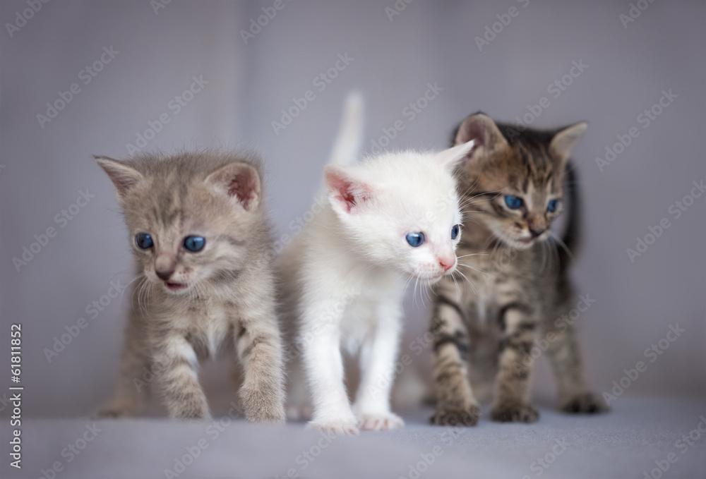 Portrait of three kittens