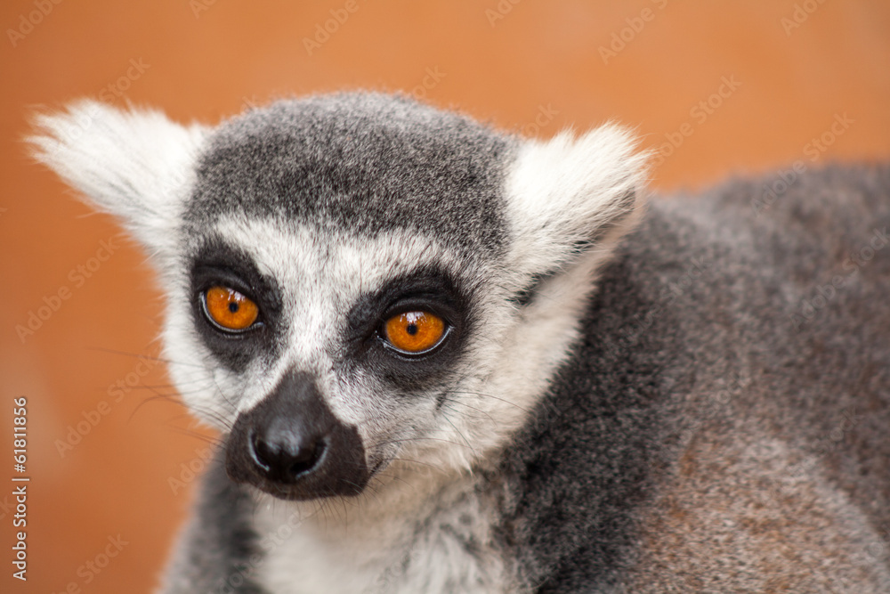 Obraz premium Ring-tailed lemur