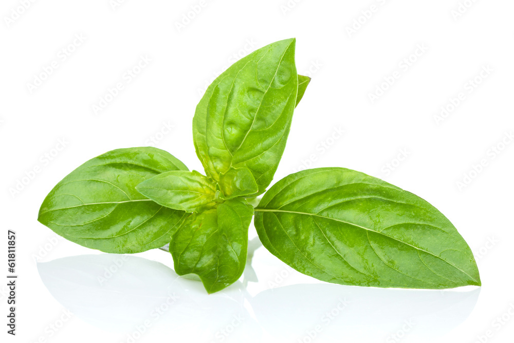 Fresh basil Fresh basil