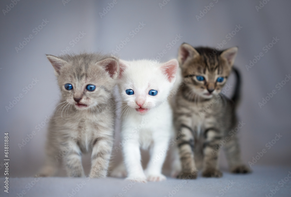 Group of small kittens