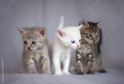 Fototapeta Naklejka Na Ścianę i Meble -  Portrait of three kittens