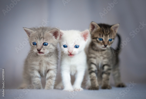 Fotografie, Obraz Group of small kittens