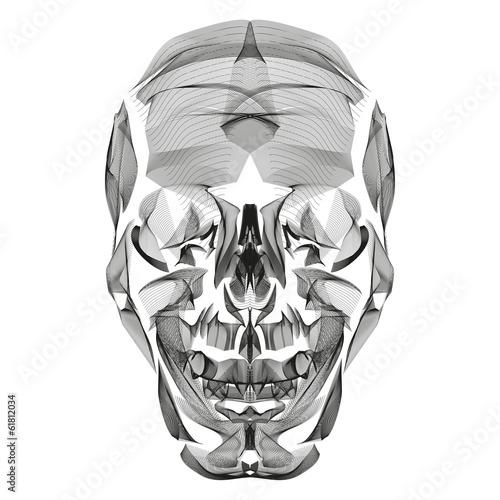 Human Skull abstract line art illustration isolated on white