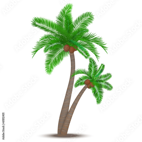 Tropical palm tree with coconuts