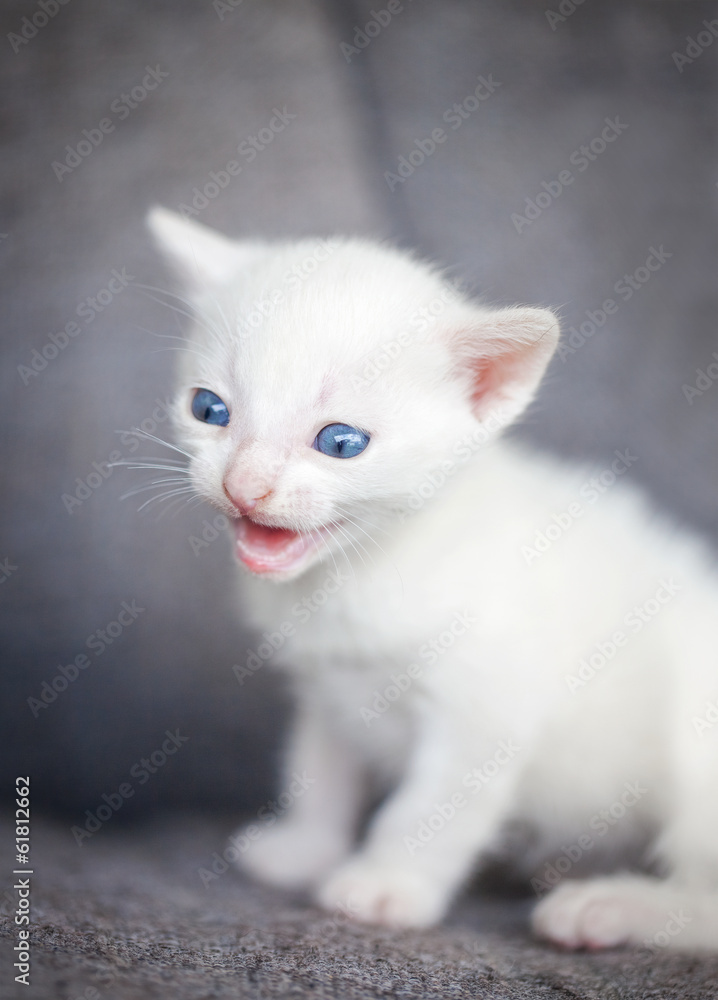 White kitten