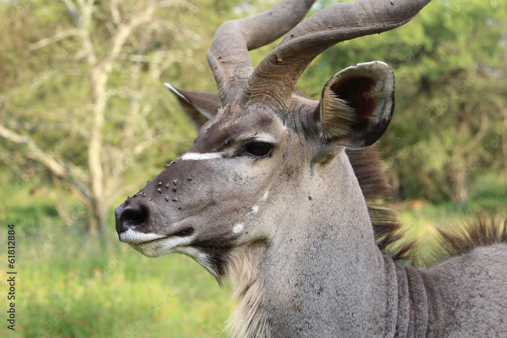 Large Male Kudu