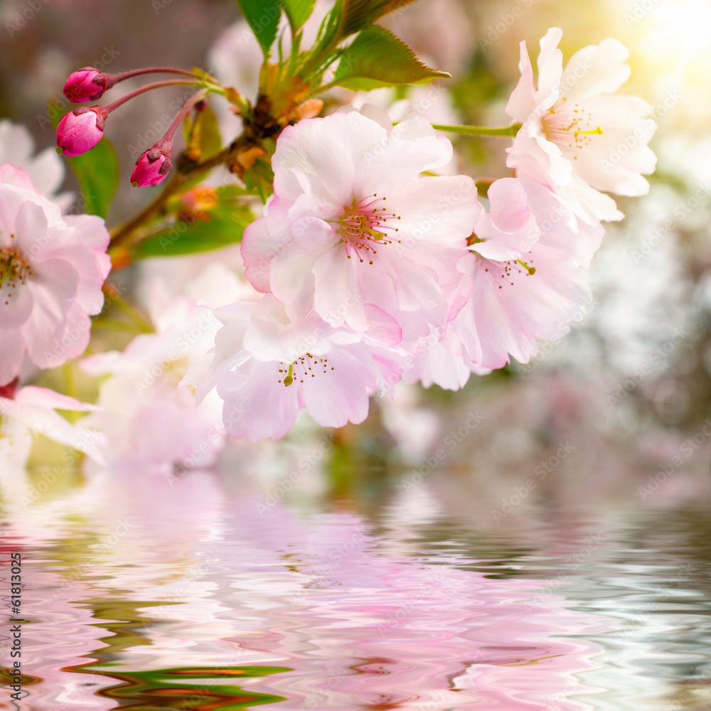 Kirschblüten mit Reflektion im Wasser - obrazy, fototapety, plakaty 