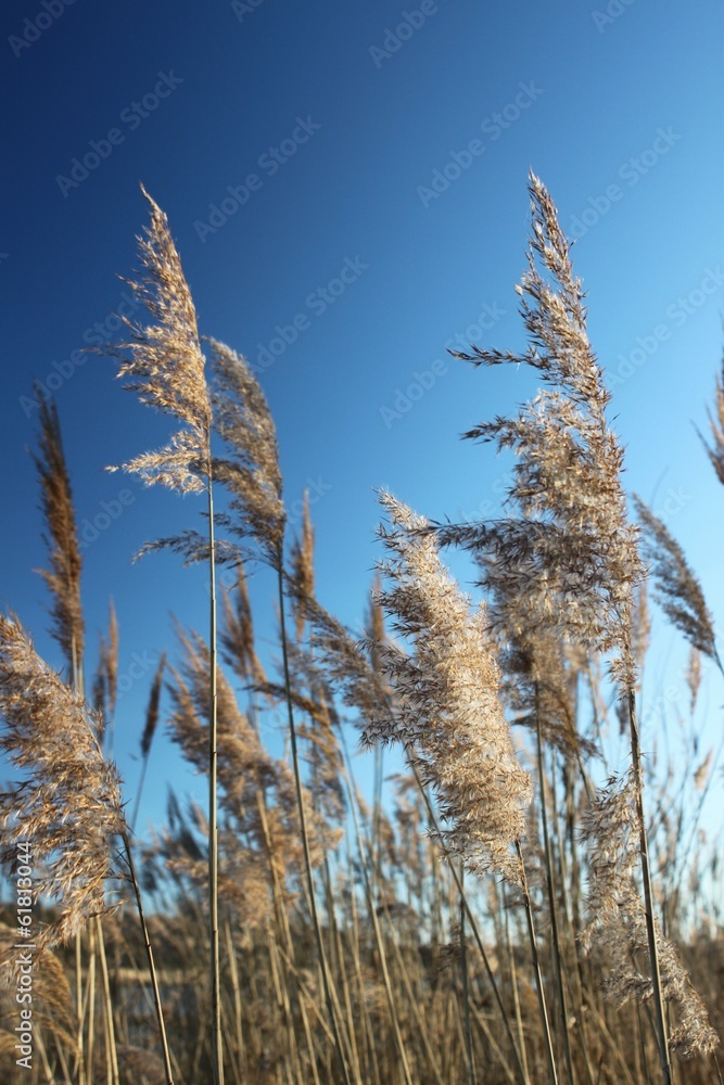 Fototapeta premium Pflanzen im Wind