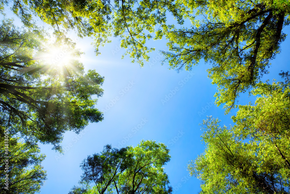 Naklejka premium Korony drzew otaczają słoneczne niebo