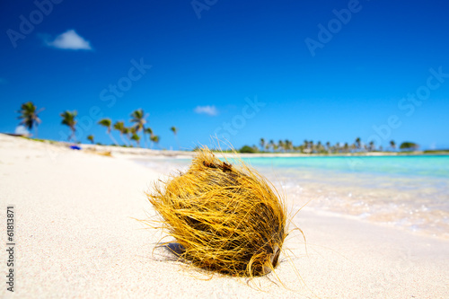 Fototapeta Naklejka Na Ścianę i Meble -  Coconut on the tropical white sand beach