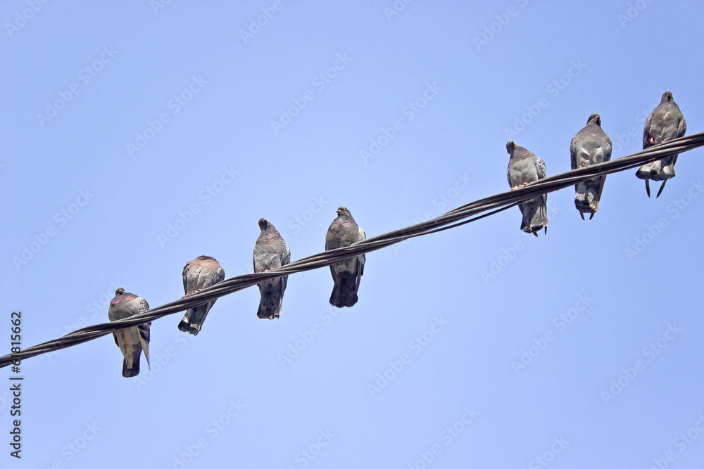 Pigeons on an electric wires over sky Pigeons on an electric wires over sky