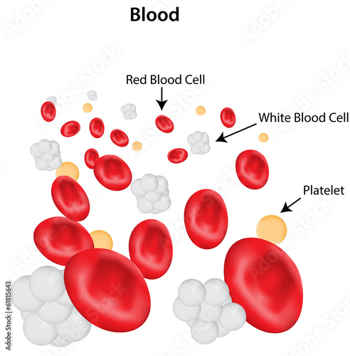 Labeled Blood Diagram