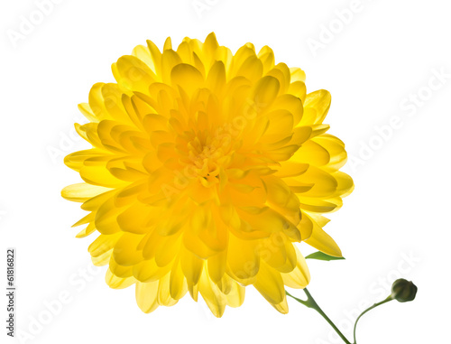 Fototapeta Naklejka Na Ścianę i Meble -  yellow chrysanthemum is  isolated on white background