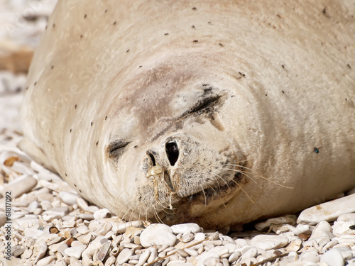 Mediterranean monk seal