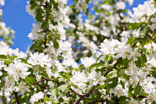 White blossoms of apple tree