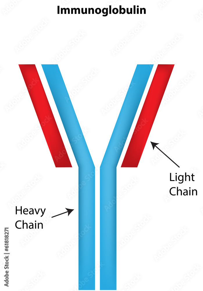 Immunoglobulin Immunoglobulin