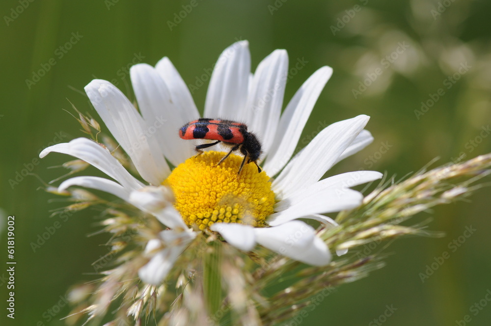 Obraz premium gemeiner bienenkäfer