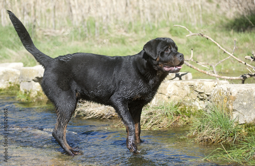 young rottweiler young rottweiler
