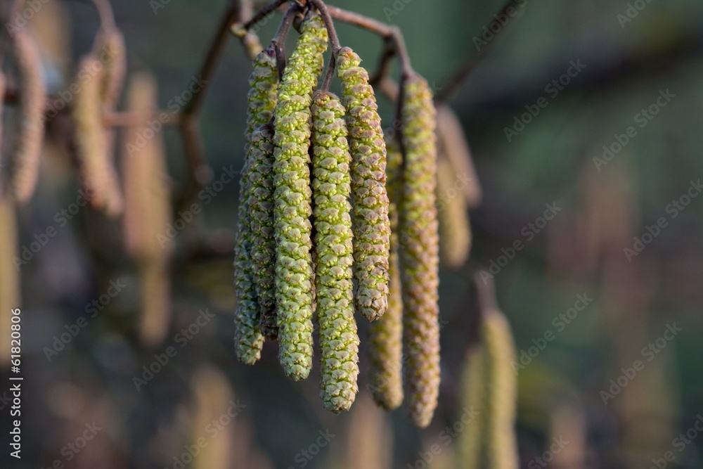 Haselblüte Haselblüte