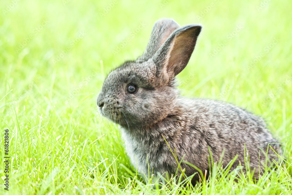Fototapeta premium Rabit bunny in the grass