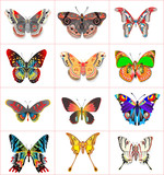 set insect butterflies on a white background