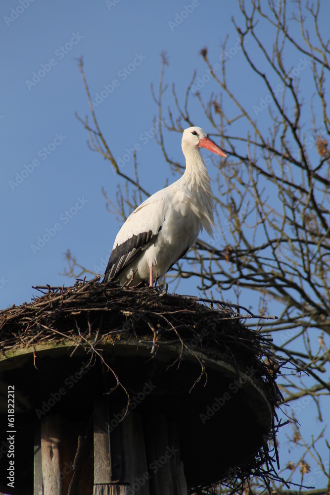 Fototapeta premium Ein Storch in seinem Nest