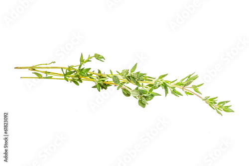 Thyme