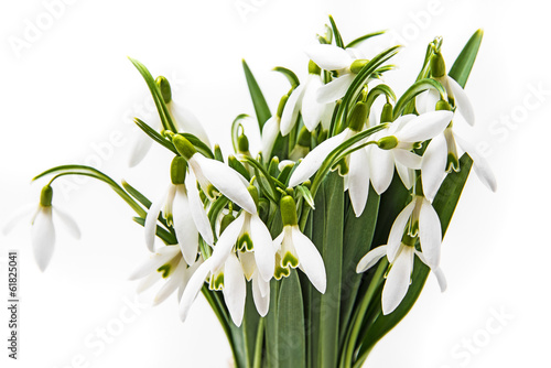 Fototapeta Naklejka Na Ścianę i Meble -  snowdrop flowers on a white background