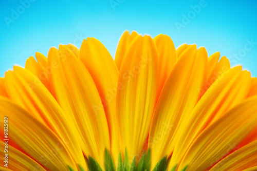 Fototapeta Naklejka Na Ścianę i Meble -  Close-up of yellow gerbera daisy backside isolated on blue