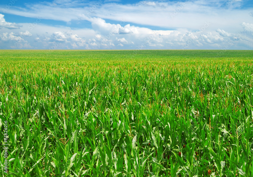 field field