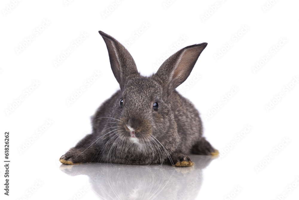 Cute rabbit