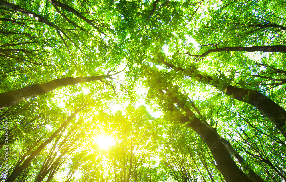 Obraz premium forest trees