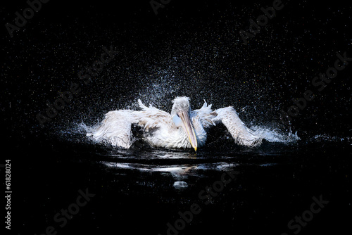 Big swimming white pelican in the drops of water