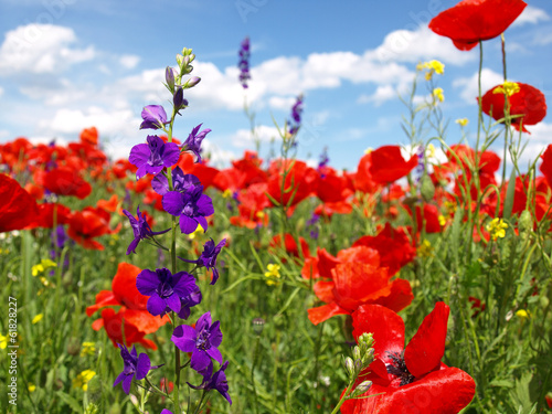 Summer wildflowers and clouds